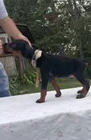 Sable purebred euro, a female Doberman Pinscher for sale in Mountain, WI – 10 of 10