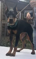 “Zara” Beautiful Euro female , a female Doberman Pinscher for sale in Mountain, WI – 2 of 6
