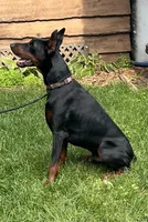 Ragnar (Ozzie) Purebred Euro , a male Doberman Pinscher for sale in Mountain, WI – 3 of 8