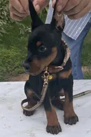Titan purebred euro, a male Doberman Pinscher for sale in Mountain, WI – 10 of 10
