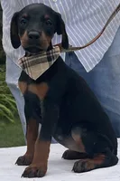 Sable purebred euro, a female Doberman Pinscher for sale in Mountain, WI – 2 of 10