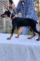 “Raven – Beautiful European Doberman Female”, a female Doberman Pinscher for sale in Mountain, WI – 3 of 7