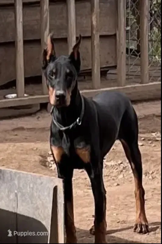 Meg European purebred