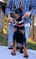 “Raven – Beautiful European Doberman Female”, a female Doberman Pinscher for sale in Mountain, WI – 4 of 7