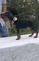 Sable purebred euro, a female Doberman Pinscher for sale in Mountain, WI – 6 of 10