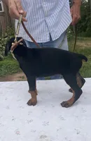 Magnus purebred euro, a male Doberman Pinscher for sale in Mountain, WI – 7 of 8