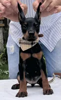 Sable purebred euro, a female Doberman Pinscher for sale in Mountain, WI – 4 of 10