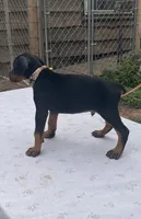 Magnus purebred euro, a male Doberman Pinscher for sale in Mountain, WI – 6 of 8