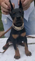 Magnus purebred euro, a male Doberman Pinscher for sale in Mountain, WI – 5 of 8