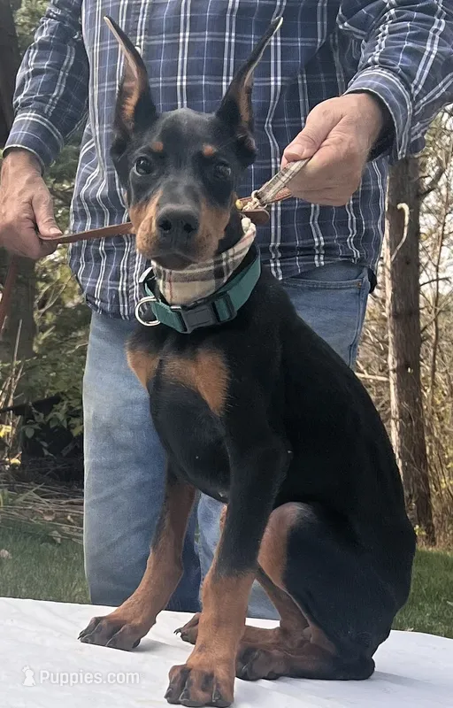 “Zara” Beautiful Euro female  – Doberman Pinscher puppy for sale in Mountain, WI