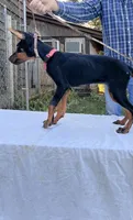 “Raven – Beautiful European Doberman Female”, a female Doberman Pinscher for sale in Mountain, WI – 6 of 7