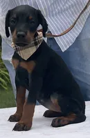 Sable purebred euro, a female Doberman Pinscher for sale in Mountain, WI – 9 of 10