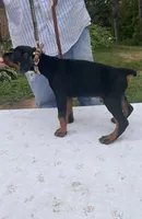 Magnus purebred euro, a male Doberman Pinscher for sale in Mountain, WI – 3 of 8