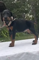 Sable purebred euro, a female Doberman Pinscher for sale in Mountain, WI – 3 of 10