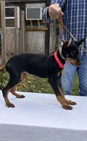 “Onyx” Beautiful Euro Doberman female , a female Doberman Pinscher for sale in Mountain, WI – 4 of 5