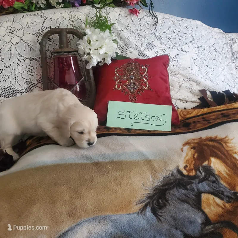 Stetson – Golden Retriever, English Cream Golden Retriever puppy for sale in Tehachapi, CA