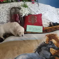 Stetson, a male Golden Retriever and English Cream Golden Retriever for sale in Tehachapi, CA – 1 of 2