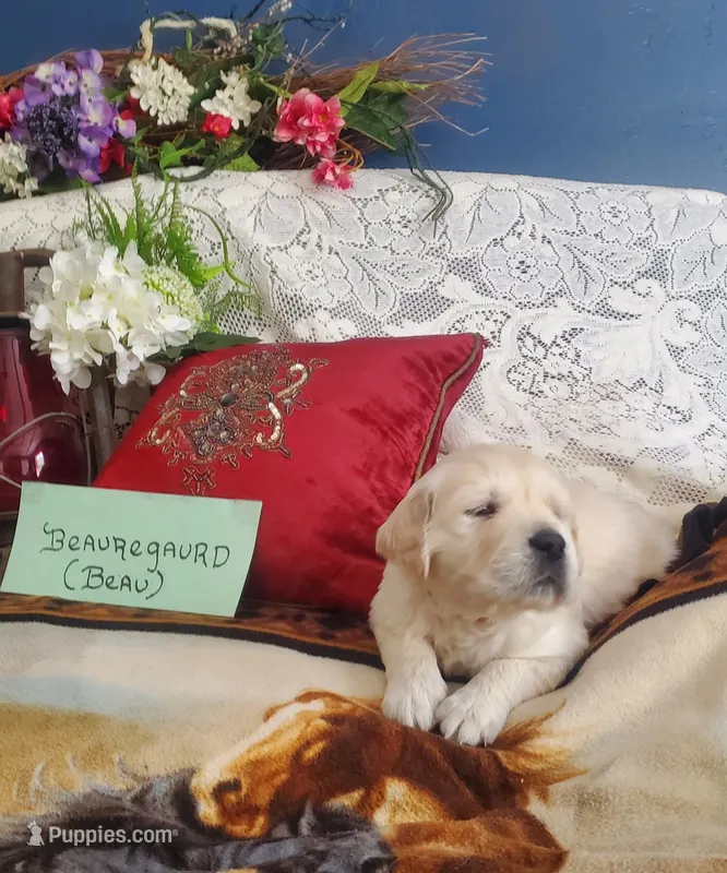 Beau (Beauregard) – Golden Retriever, English Cream Golden Retriever puppy for sale in Tehachapi, CA