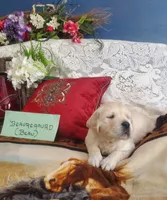 Beau (Beauregard), a male Golden Retriever and English Cream Golden Retriever for sale in Tehachapi, CA – 1 of 1