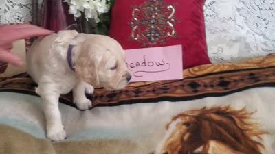 MEADOW, a female Golden Retriever and English Cream Golden Retriever for sale in Tehachapi, CA – 3 of 3