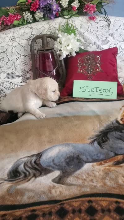 Stetson, a male Golden Retriever and English Cream Golden Retriever for sale in Tehachapi, CA – 2 of 2