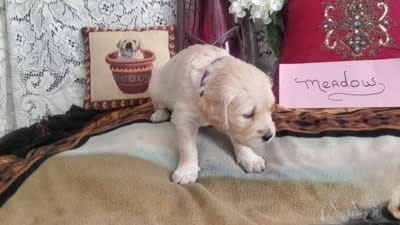 MEADOW, a female Golden Retriever and English Cream Golden Retriever for sale in Tehachapi, CA – 2 of 3