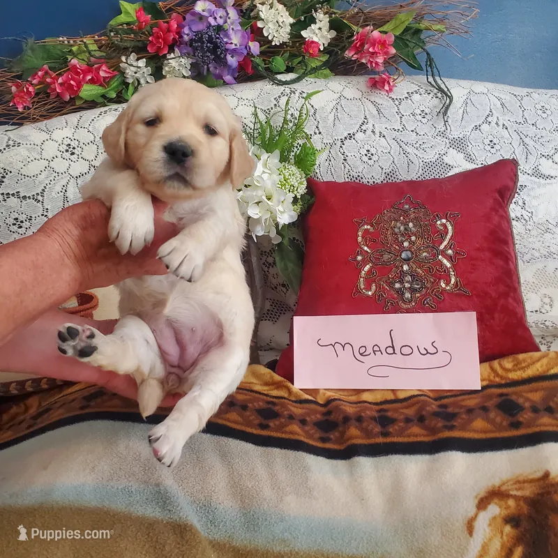 MEADOW – Golden Retriever, English Cream Golden Retriever puppy for sale in Tehachapi, CA