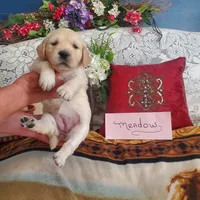 MEADOW, a female Golden Retriever and English Cream Golden Retriever for sale in Tehachapi, CA – 1 of 3