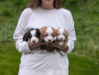 Maverick, a male Miniature Bernedoodle for sale in Lititz, PA – 2 of 3