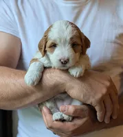 Willow, a female Miniature Bernedoodle for sale in Lititz, PA – 1 of 1