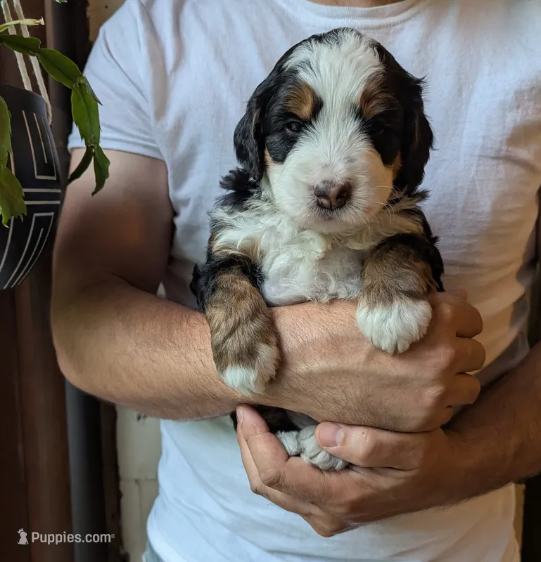 Maverick – Miniature Bernedoodle puppy for sale in Lititz, PA