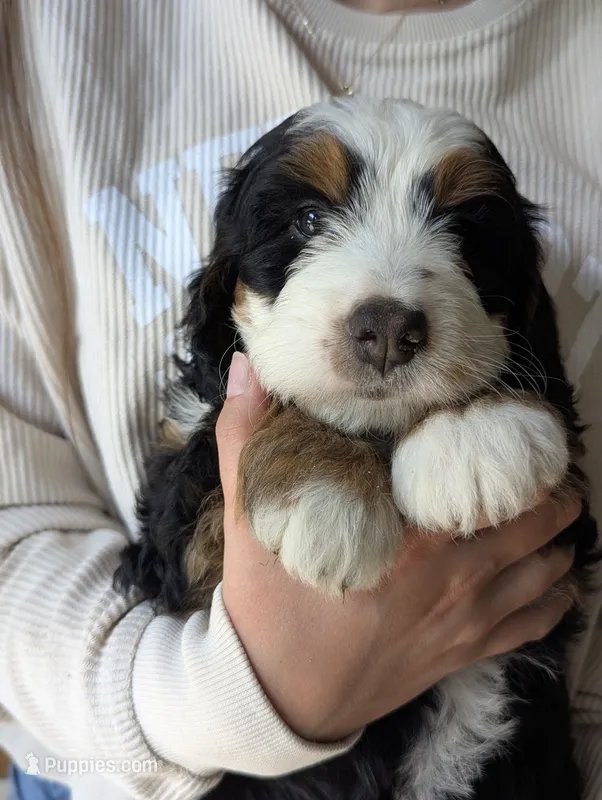Harley – Miniature Bernedoodle puppy for sale in Lititz, PA