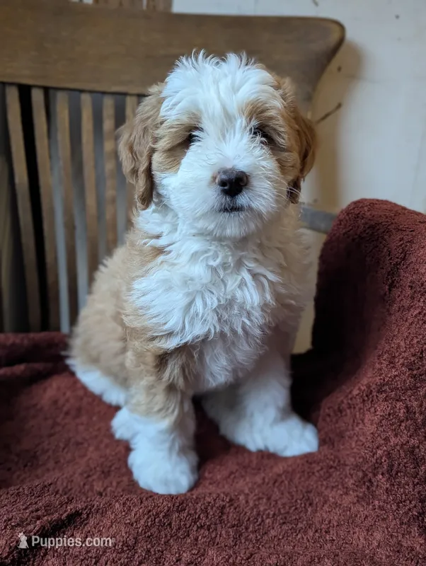 Willow – Miniature Bernedoodle puppy for sale in Lititz, PA