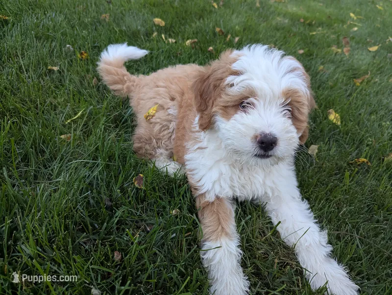 Willow – Miniature Bernedoodle puppy for sale in Lititz, PA