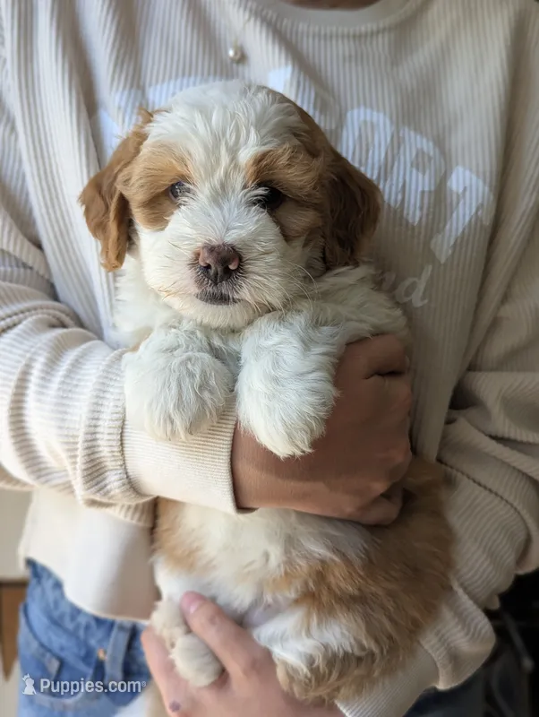 Willow – Miniature Bernedoodle puppy for sale in Lititz, PA