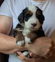 Harley, a female Miniature Bernedoodle for sale in Lititz, PA – 1 of 1