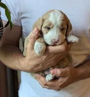 Percy, a male Miniature Bernedoodle for sale in Lititz, PA – 1 of 1