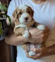 Charlie, a male Miniature Bernedoodle for sale in Lititz, PA – 1 of 1