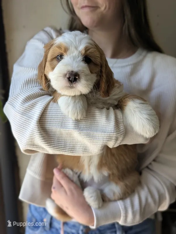 Penny – Miniature Bernedoodle puppy for sale in Lititz, PA