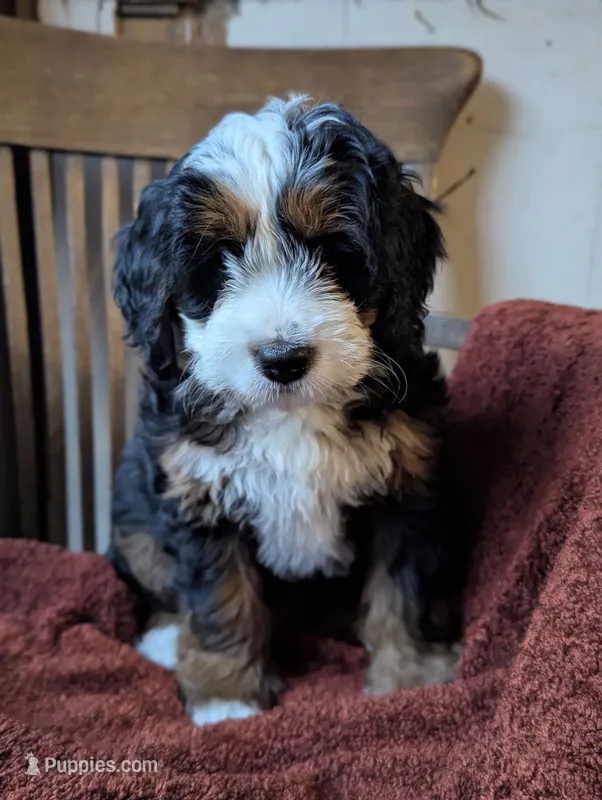Harley – Miniature Bernedoodle puppy for sale in Lititz, PA