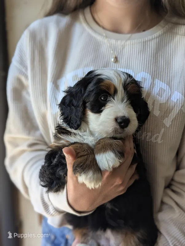 Maverick – Miniature Bernedoodle puppy for sale in Lititz, PA