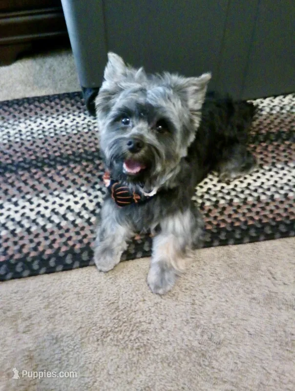 Teddy – Yorkshire Terrier puppy for sale in Elizabeth City, NC