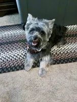 Teddy, a male Yorkshire Terrier for sale in Elizabeth City, NC – 1 of 1