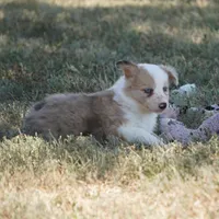Icarus, a male Border Collie for sale in Douglass, KS – 5 of 5
