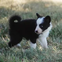 Iris, a female Border Collie for sale in Douglass, KS – 5 of 8