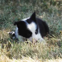 Isla, a female Border Collie for sale in Douglass, KS – 3 of 5