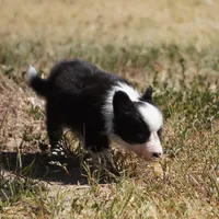 Iris, a female Border Collie for sale in Douglass, KS – 2 of 8