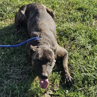 Brin, a female Belgian Malinois and Dutch Shepherd for sale in Douglass, KS – Photo 8 of 10