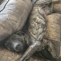 Brin, a female Belgian Malinois and Dutch Shepherd for sale in Douglass, KS – Photo 2 of 10