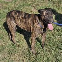 Brin, a female Belgian Malinois and Dutch Shepherd for sale in Douglass, KS – Photo 10 of 10